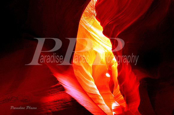 Burning Bush