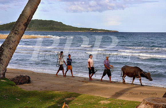 cow, beach, family, ocean
