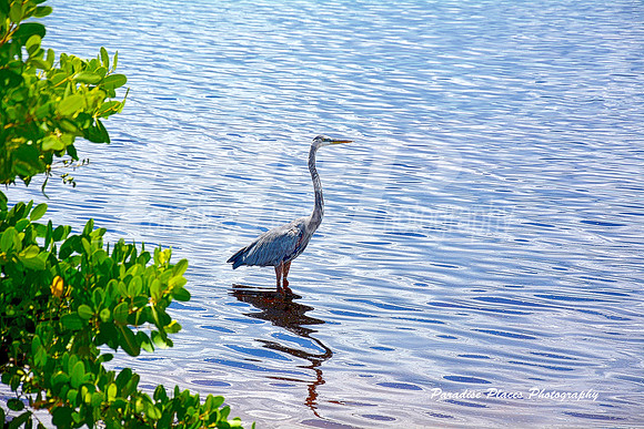 Blue Heron in Babcock Preserve