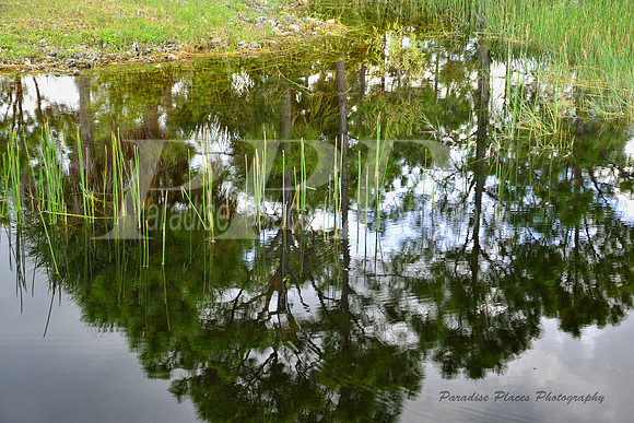Forest Reflection in Babcock Preserve Lake